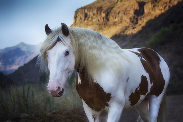 Take pictures with a horse on Gran Canaria